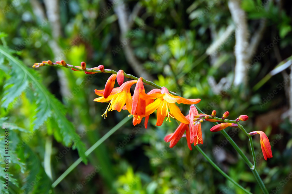 Gold-Montbretie (Crocosmia aurea) Gold-Montbretie (Crocosmia aurea)