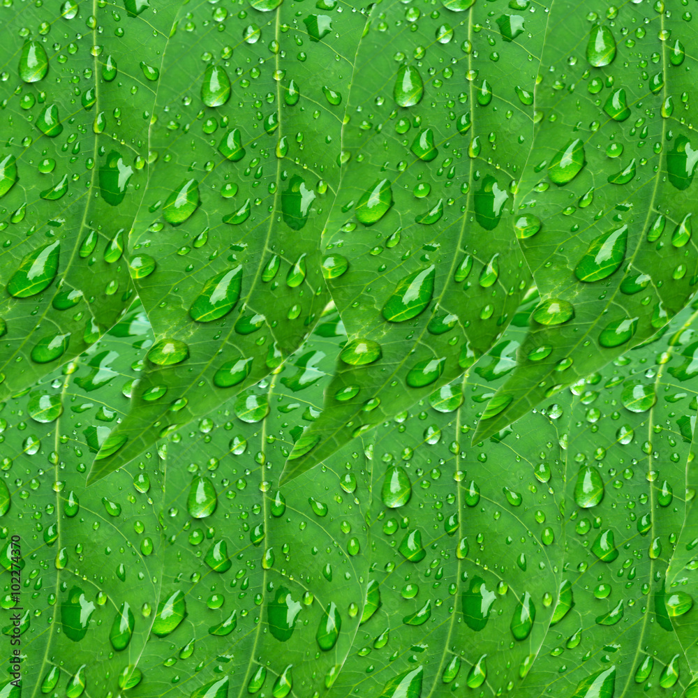 Green leaves with drop  fresh nature background