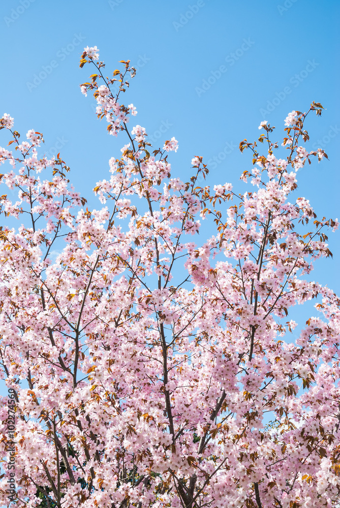 Cherry blossoms (sakura) Cherry blossoms (sakura)