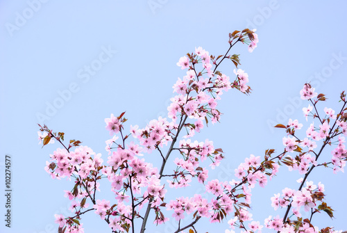 Cherry blossoms  sakura 