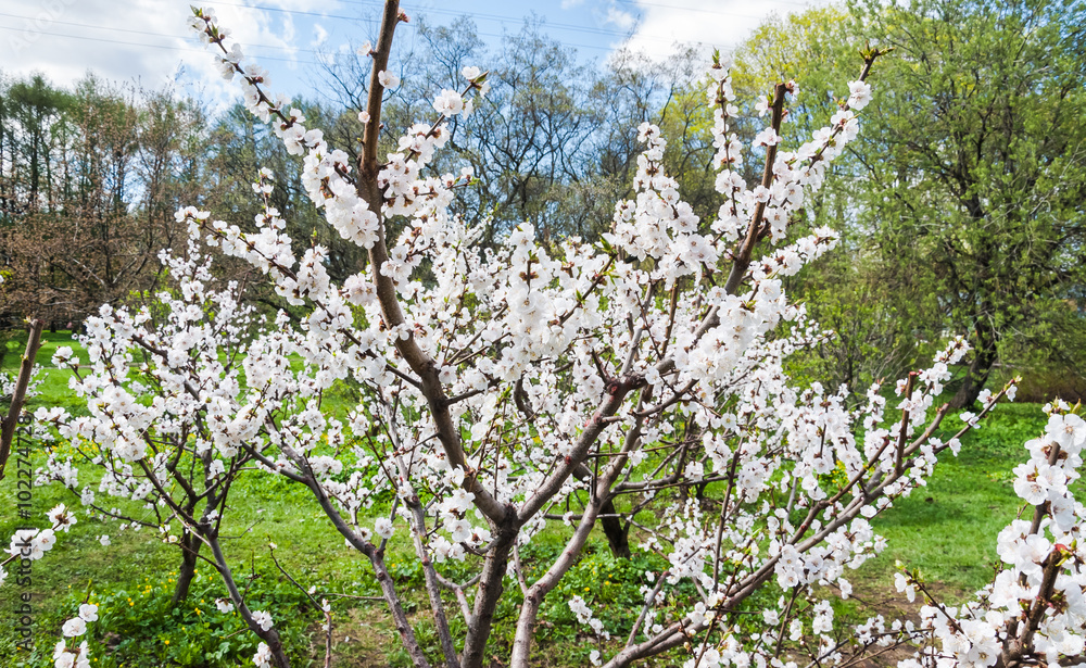 Blooming Apple tree in the garden Blooming Apple tree in the garden