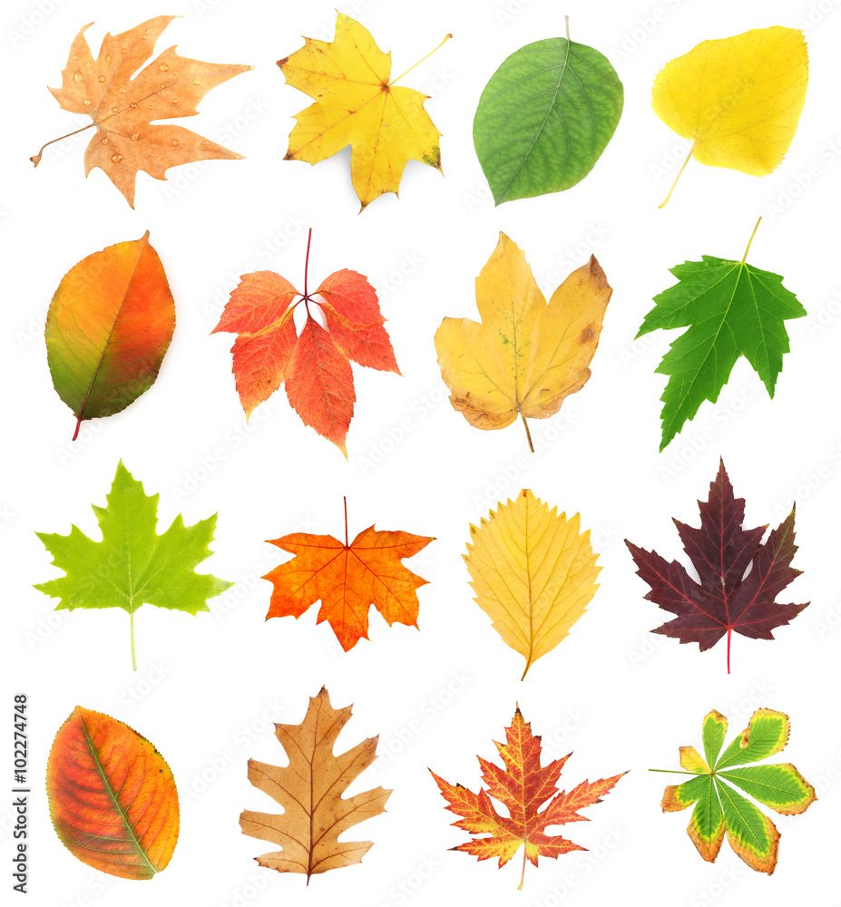 Different colorful leaves, isolated on white Different colorful leaves, isolated on white