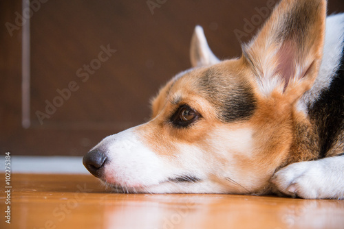 Lazy pembroke welsh corgi lay on the floor waiting for someone to come back home. sleepy and almost inactive. Focus is on the eye