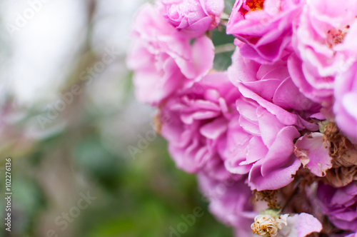 Pink Rose Blooming © thiraphon