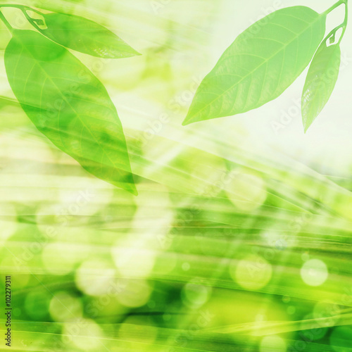 Green leaves and bokeh light nature background 