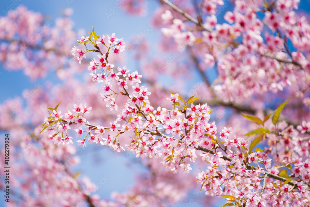 sakura, thai cherry blossom in garden sakura, thai cherry blossom in garden