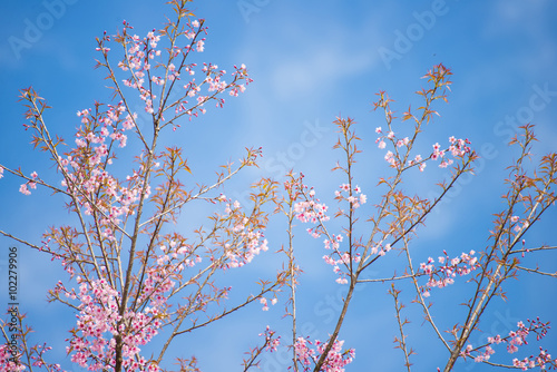 sakura, thai cherry blossom in garden