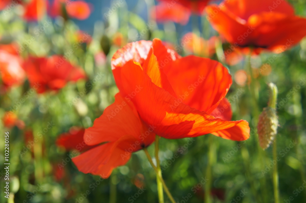 Red poppy field Red poppy field