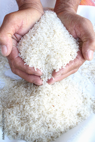 Raw rice grain with hands