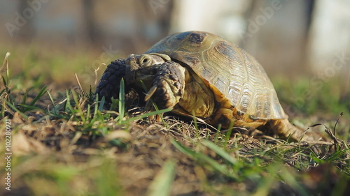 European steppe turtle. Asian turtle endangered species photo