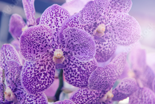 Fototapeta Naklejka Na Ścianę i Meble -  Beautiful purple orchids flower tree.