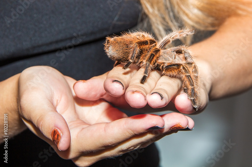 Spider in the hands of