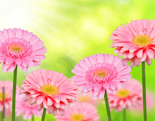 Pink gerbera flowers on natural green background. Spring season.