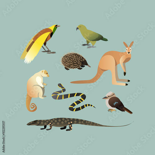 Vector Set Of Different Australian Animals. Animals of Australian Kangaroo Echidna, Couscous, Australian giant lizard, mangrove snake, parrot Kea, Laughing Kingfisher, Big bird of paradise. 