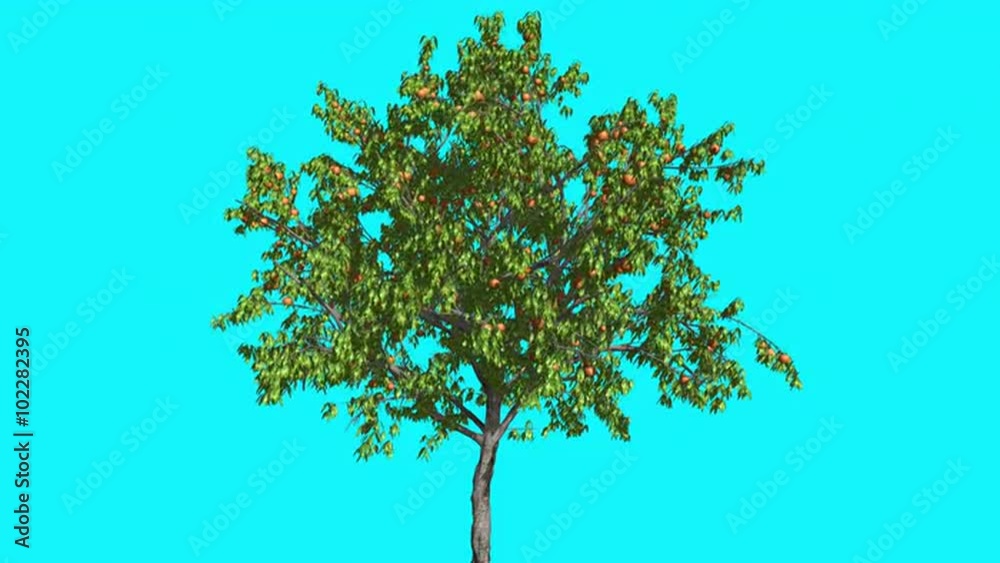 Peach Tree With Yellow Fruits Peaches Thin Tree is Swaying at the Wind Summer Computer Generated Animation Made in Studio