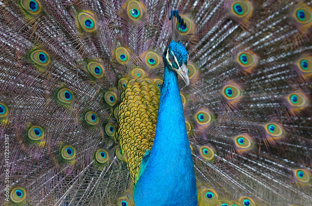 Obraz premium Portrait of beautiful peacock with feathers out..