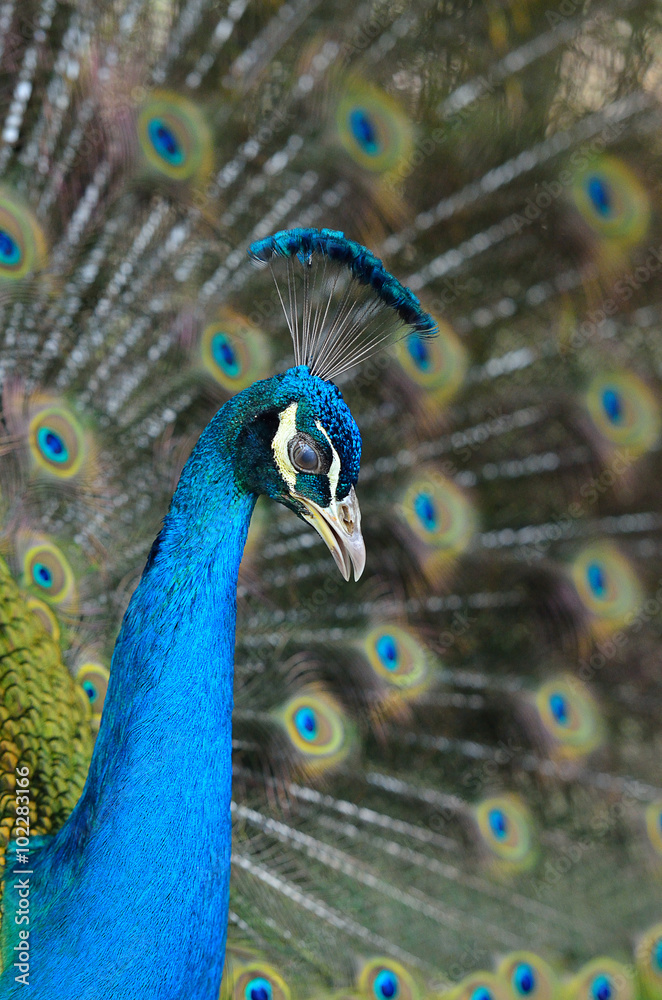 Portrait of beautiful peacock with feathers out..