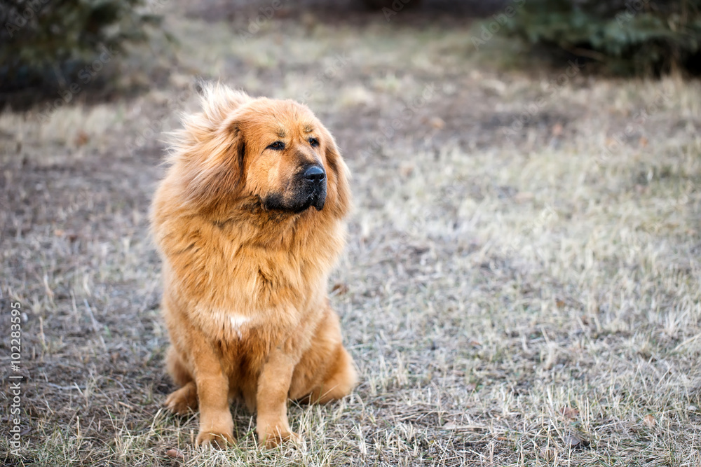 Tibetan mastiff