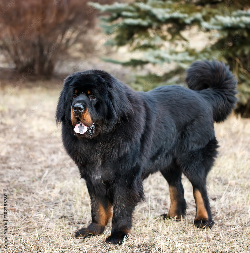 Tibetan mastiff