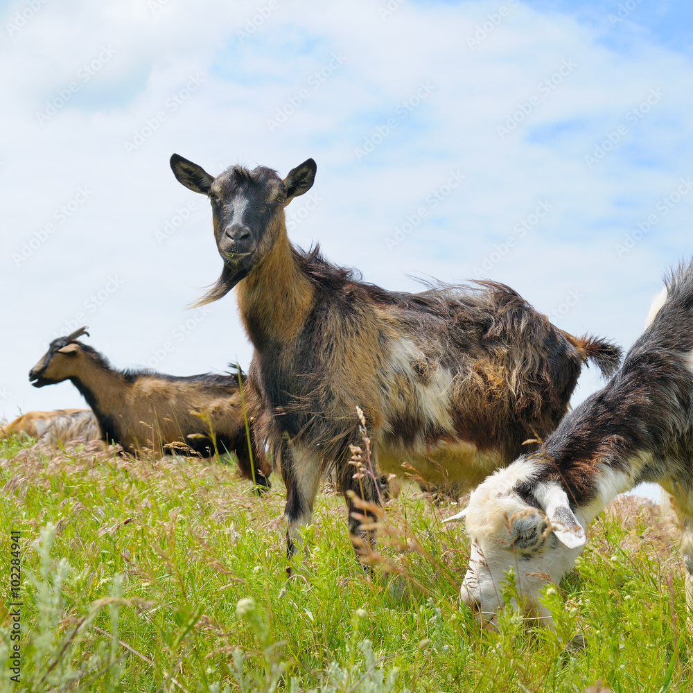 domestic goats grazing on pasture domestic goats grazing on pasture