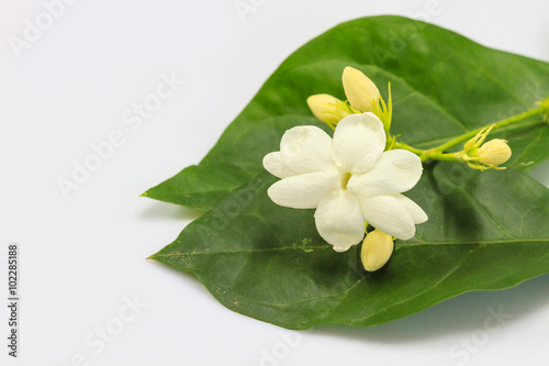 close uo white jasmine