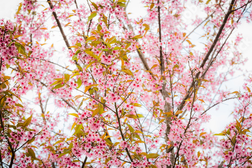 Wild Himalayan Cherry   Prunus cerasoides     Sakura in Thailand