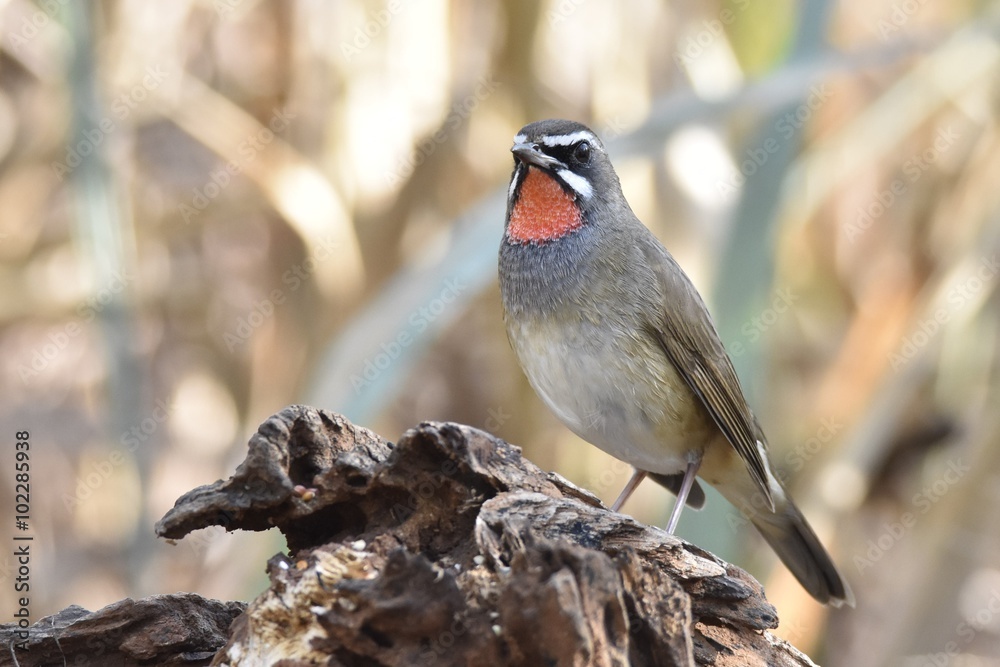 Fototapeta premium Siberian Rubythroat