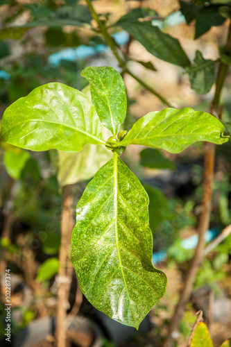 Wallpaper Mural  green guava leaves and branch on the tree Torontodigital.ca