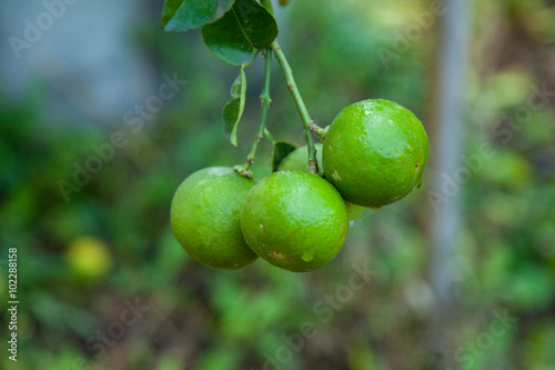 Wallpaper Mural green lemon on the tree Torontodigital.ca