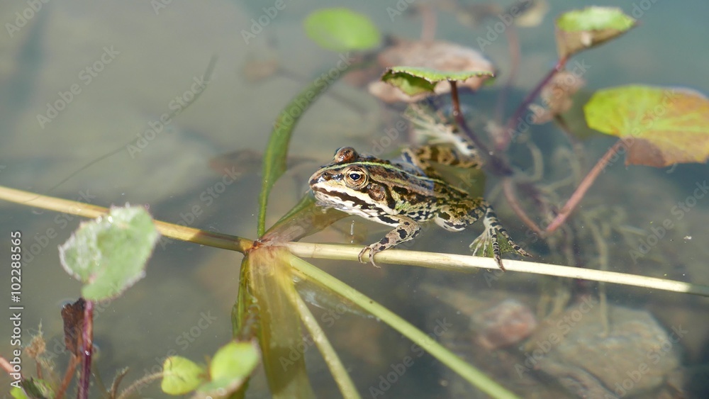 toad frog sitting in water of lake, sun light toad frog sitting in water of lake, sun light