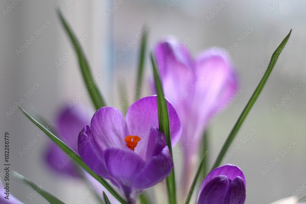 crocuses amid the rain crocuses amid the rain