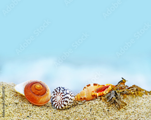 shells on a beach © Vera Kuttelvaserova