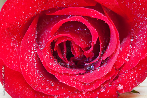 Fototapeta Naklejka Na Ścianę i Meble -  fresh red rose close-up of beautiful
