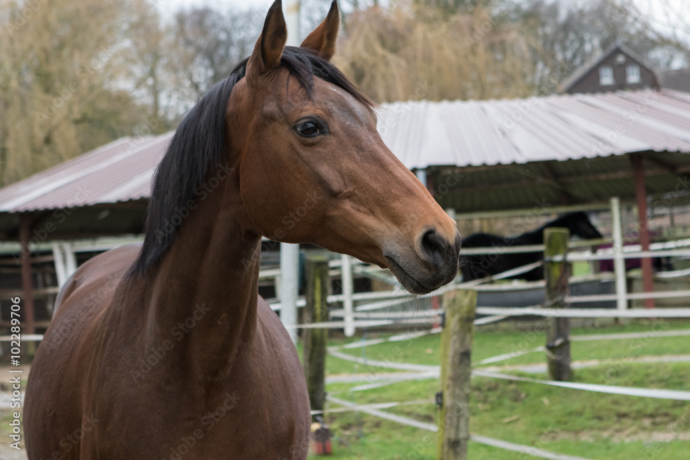 Obraz premium braune Stute mit dickem Bauch kurz vor dem Abfohlen