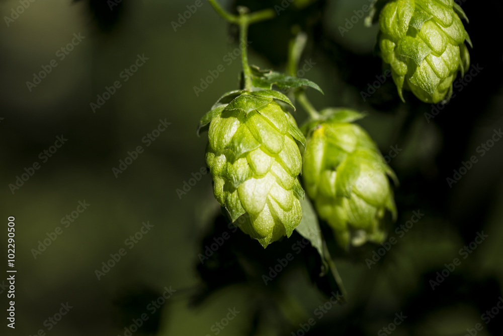 Hop cones organic raw ingredients for beer production.