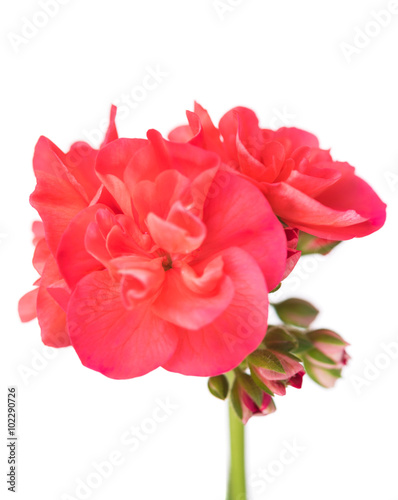Fototapeta Naklejka Na Ścianę i Meble -  Bright pink geranium