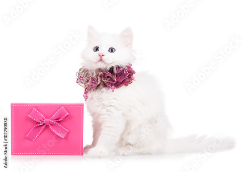Foto Cute fluffy kitten