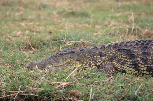 Krokodil am Chobe River. Botswana