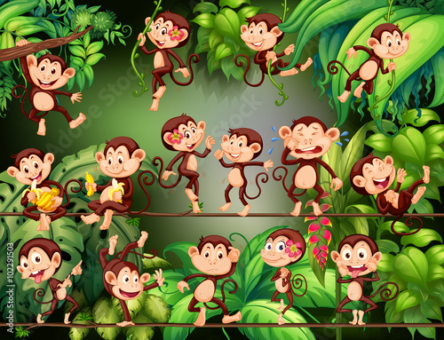 Monkeys doing different things in the jungle