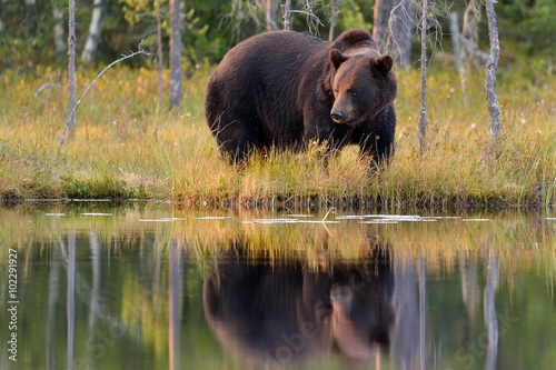 brown bear with reflection