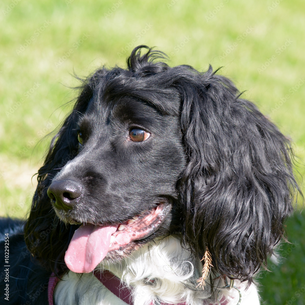 English springer spaniel dog portrait English springer spaniel dog portrait