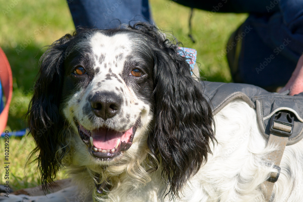 English springer spaniel dog portrait English springer spaniel dog portrait