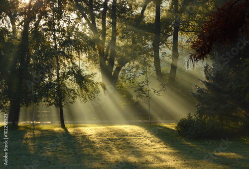  Forest with magical light