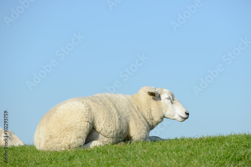 Schaf liegt auf der Wiese