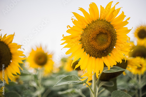 Fototapeta Naklejka Na Ścianę i Meble -  sunflower is face.