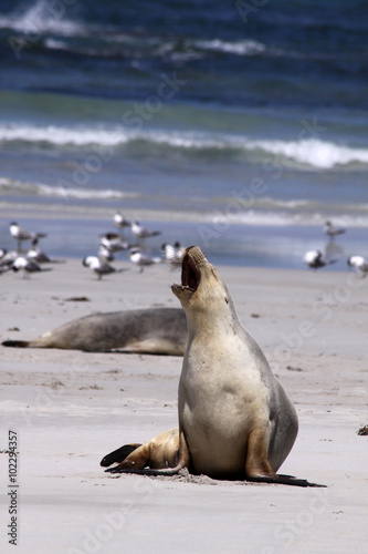 Australischer Seelöwe (Neophoca cinerea). Kangaroo Island 