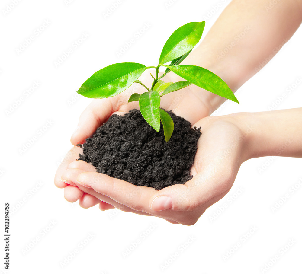 Human hands holding green small plant new life concept Human hands holding green small plant new life concept