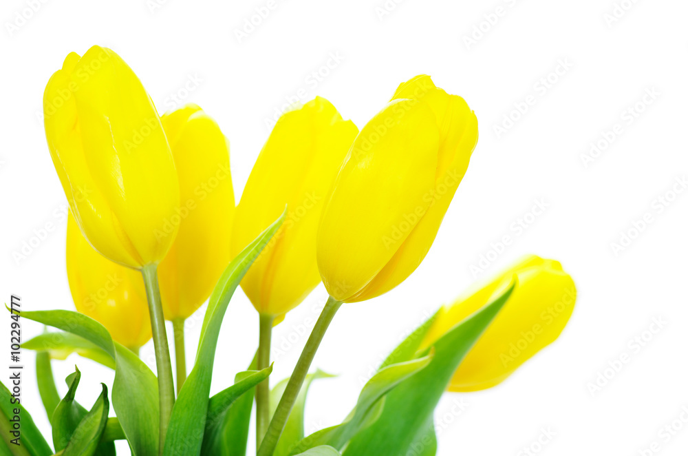Naklejka premium Yellow tulips on white background