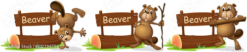 Beaver standing next to the sign
