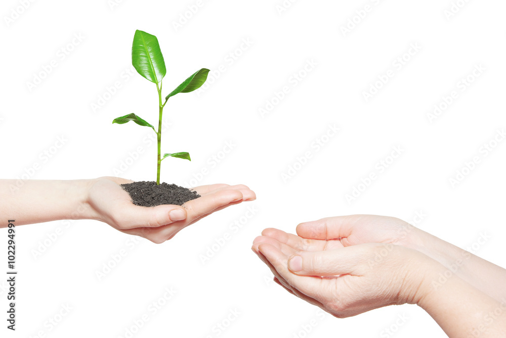 Human hands holding green small plant new life concept Human hands holding green small plant new life concept